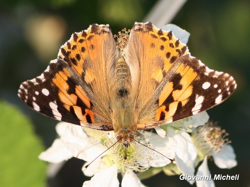 Vanessa cardui